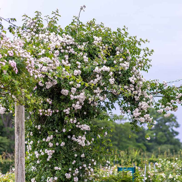 David Austin Félicité-Perpétue® Rambling Rose (6-Litre Pot) image 2