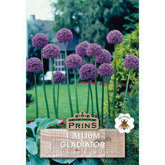 Allium 'Gladiator' (1 bulb) image 0