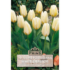 Tulip 'White Emperor' (10 bulbs) image 0