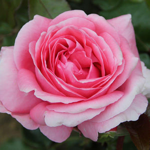 Whartons Roses ‘Special Anniversary’ Hybrid Tea Shrub Rose (3-Litre Pot) image 0