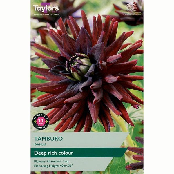 Dahlia ‘Tamburo’ with Deep Red Flowers (1 Tuber) image 0