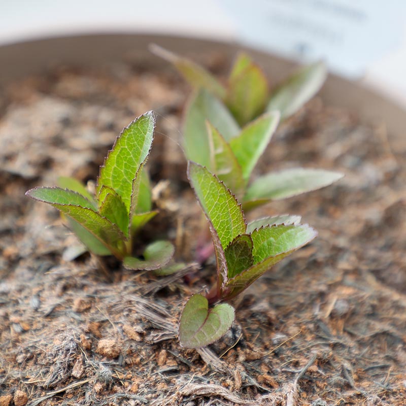 Heliopsis ‘Sparkling Contrast’ (3-Litre Pot) image 0