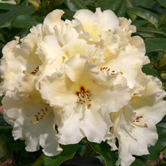 Rhododendron ‘Horizon Monarch’ (7.5-Litre Pot) image 0