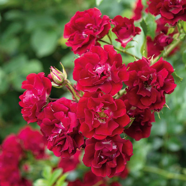 David Austin Rambling Rosie® Rambling Rose (6-Litre Pot) image 0