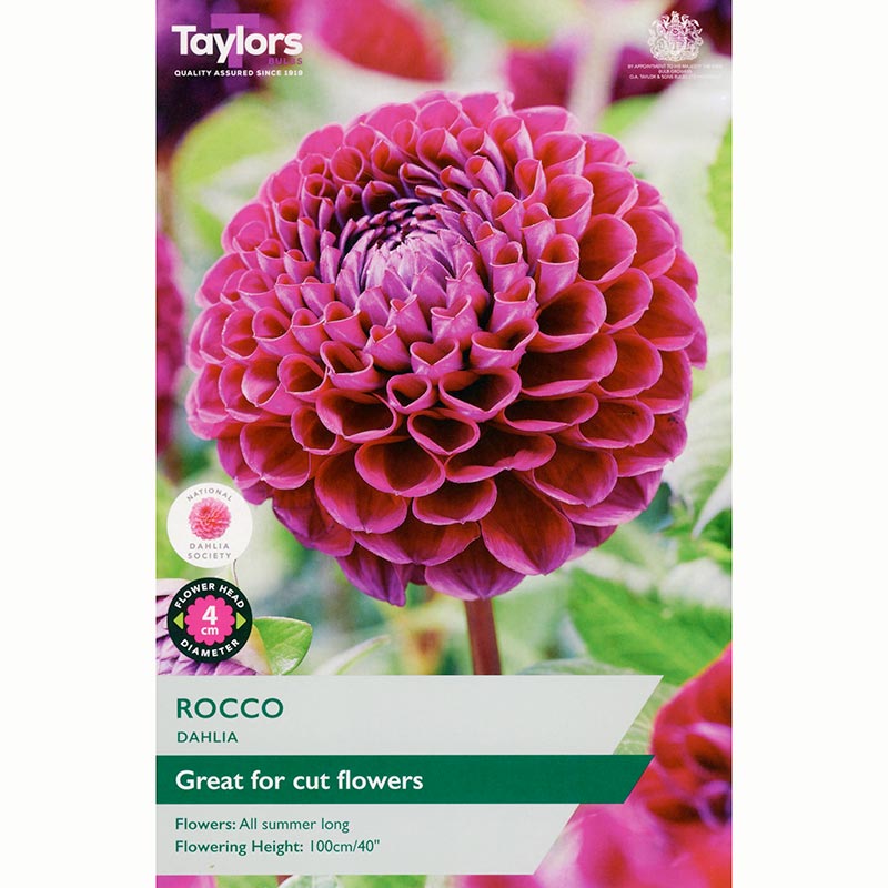 Dahlia ‘Rocco’ with Purple Flowers (1 Tuber) image 0