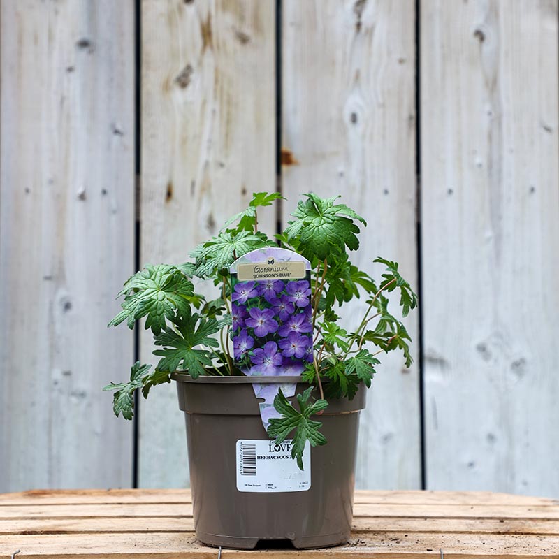 Geranium × johnsonii 'Johnson's Blue' (2-Litre Pot) image 0