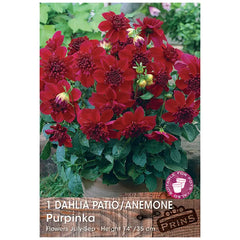 Dahlia Anemone 'Purpinka' (1 tuber) image 0