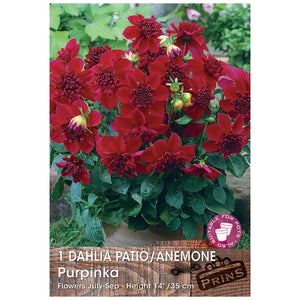 Dahlia Anemone 'Purpinka' (1 tuber) image 0