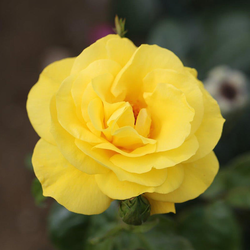 Whartons Roses ‘Golden Wedding’ Shrub Rose image 0