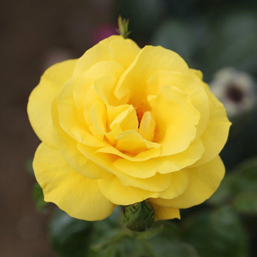 Whartons Roses ‘Golden Wedding’ Shrub Rose image 0