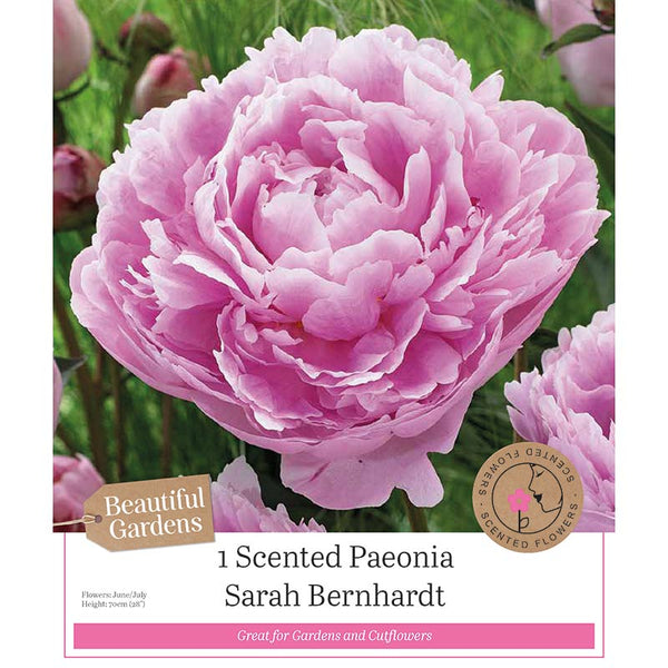 Paeonia Sarah Bernhardt (1 Bulb) image 0