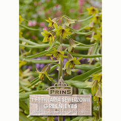 Fritilaria Green Eyes Bulb