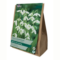 Common Snowdrops (30 bulbs)
