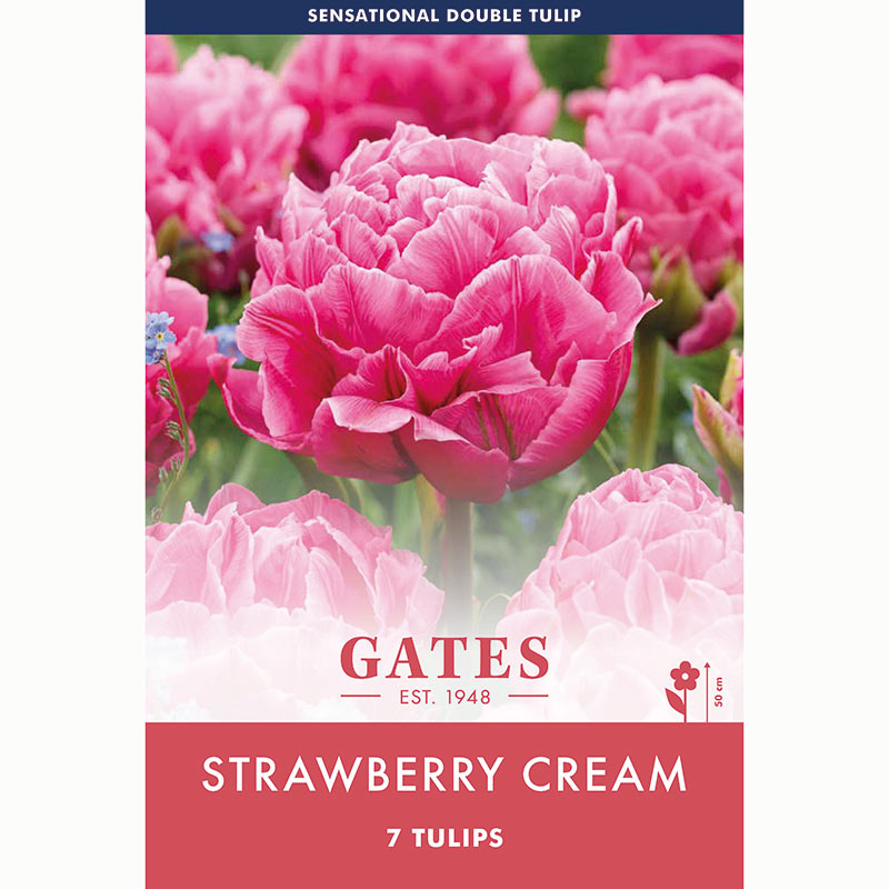 Tulip Strawberry Cream Pink Double Tulip Bulbs