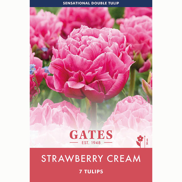 Tulip Strawberry Cream Pink Double Tulip Bulbs