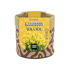 Small Nectar Hanging Kit with Narcissus ‘Tete a Tete’ Daffodil 