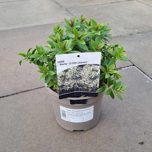 Hebe 'Little Leaves' (2-Litre Pot)
