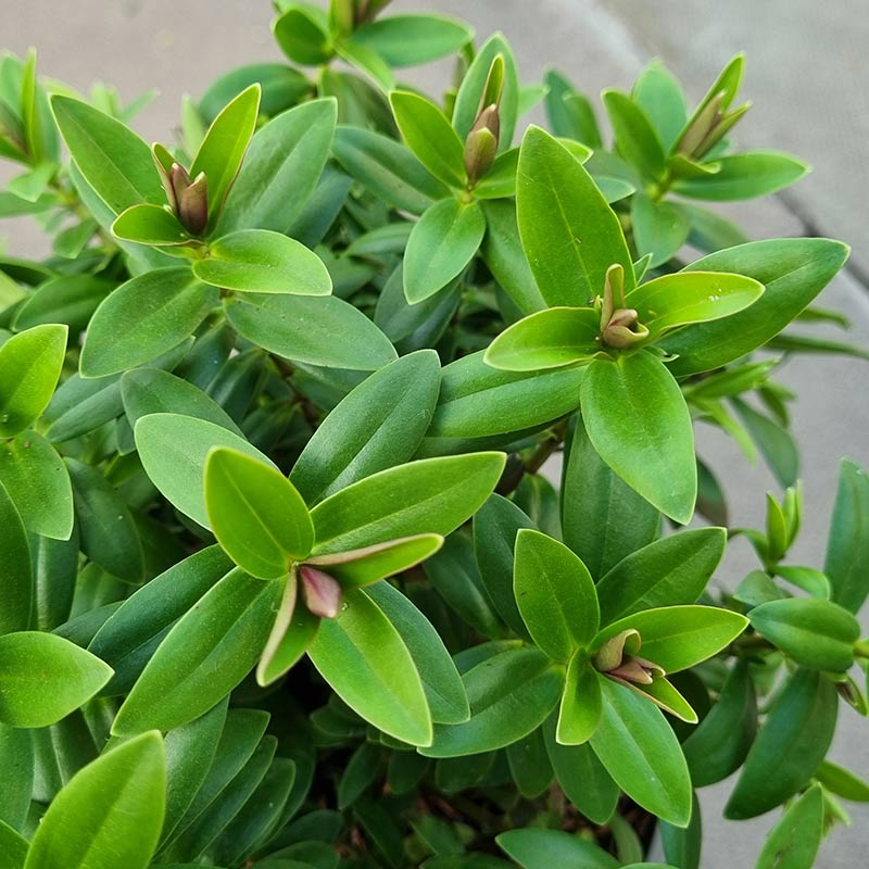 Hebe 'Little Leaves' (2-Litre Pot)