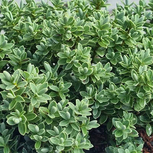 Hebe ‘Sutherlandii’ (2-Litre Pot) Foliage