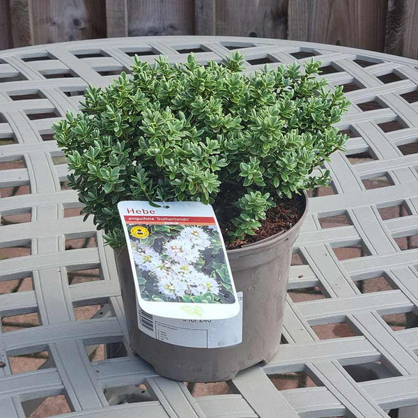 Hebe ‘Sutherlandii’ (2-Litre Pot)