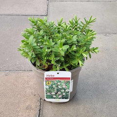 Hebe ‘Wiri Mist’ (2-Litre Pot)