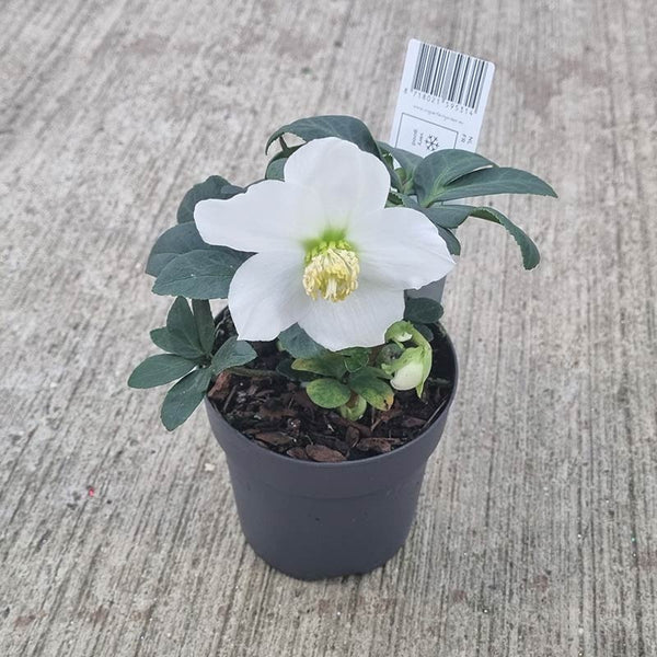 Hellebore niger ‘Christmas Carol’ (10cm Pot)