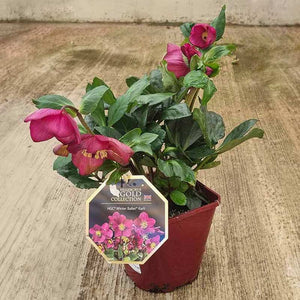 Hellebore HGC Winter Ballet Karli in a pot