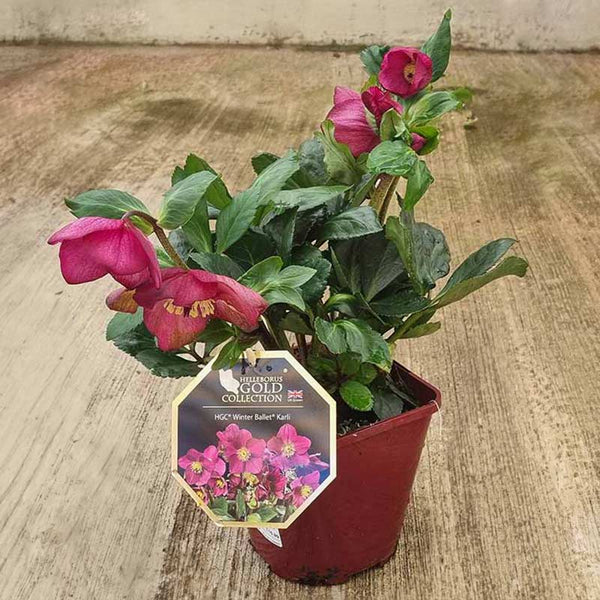Hellebore HGC Winter Ballet Karli in a pot