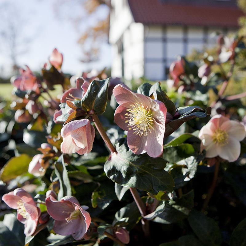 Helleborus ‘HGC Maestro’ Snow Rose (2-Litre Pot) image 0