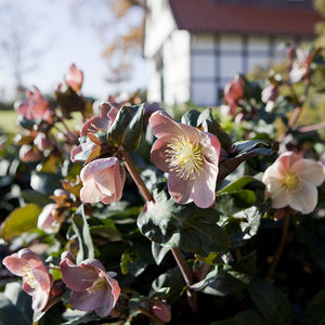 Hellebore Maestro Snow Rose