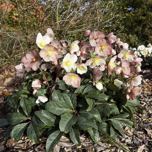 Hellebore Maestro Snow Rose in Flower