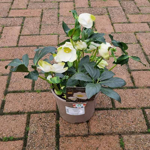 Helleborus niger ‘Jasper’ (2-Litre Pot)
