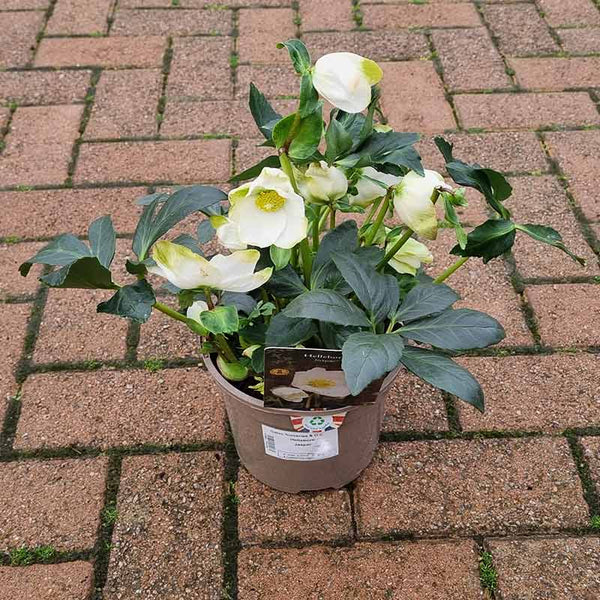 Helleborus niger ‘Jasper’ (2-Litre Pot)