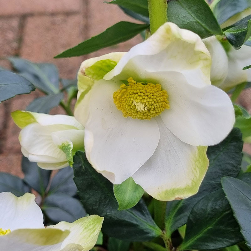 Helleborus niger ‘Jasper’ (2-Litre Pot)
