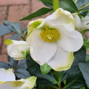 Helleborus niger ‘Jasper’ (2-Litre Pot)