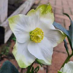 Helleborus niger ‘Jasper’ (2-Litre Pot)