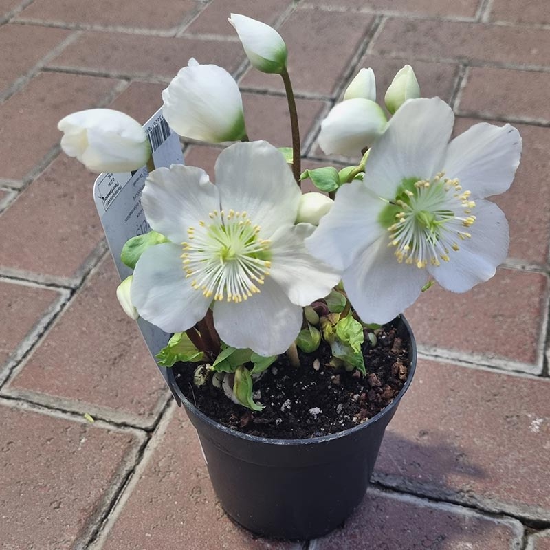 Helleborus ‘Verboom Beauty’ (10cm Pot)