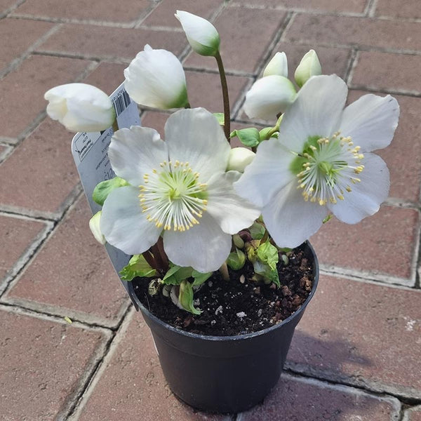 Helleborus ‘Verboom Beauty’ (10cm Pot)