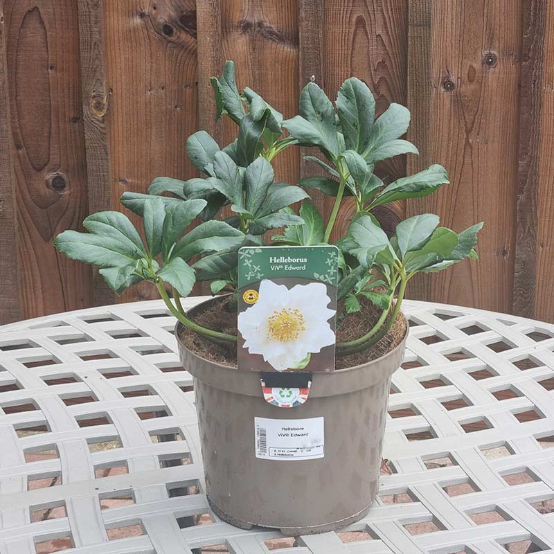 Hellebore ViV® 'Edward' (4-Litre Pot)