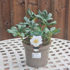 Hellebore ViV® 'Edward' (4-Litre Pot)
