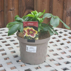 Hellebore ViV® 'Serafina' in a 4-litre pot