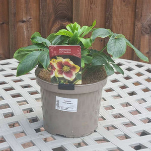 Hellebore ViV® 'Serafina' in a 4-litre pot