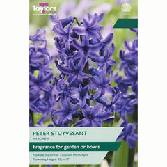 Taylors Hyacinth-Peter-Stuyvesant-Bulbs