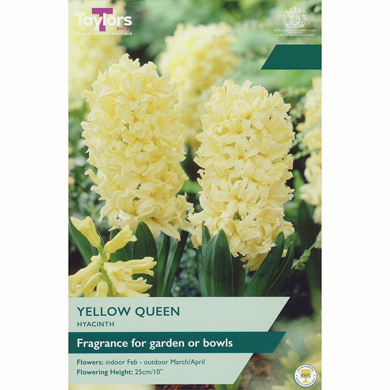 Hyacinth Yellow Queen Bulbs