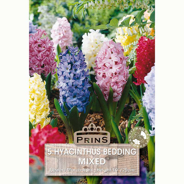 Hyacinthus Bedding Mixed Bulbs