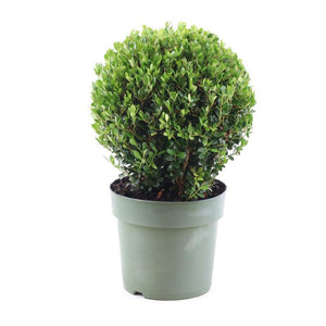 Ilex crenata ‘Jenny’