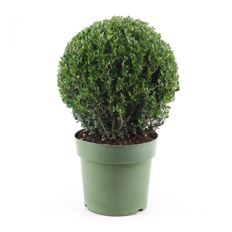 Ilex crenata ‘Jenny’