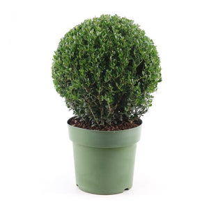 Ilex crenata ‘Jenny’