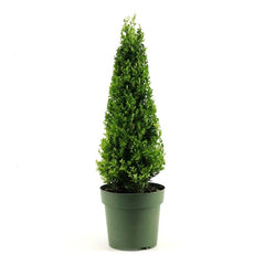 Ilex crenata ‘Jenny’