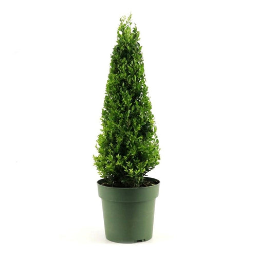 Ilex crenata ‘Jenny’